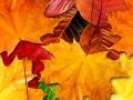 Fall Leaves