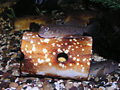Round gobys