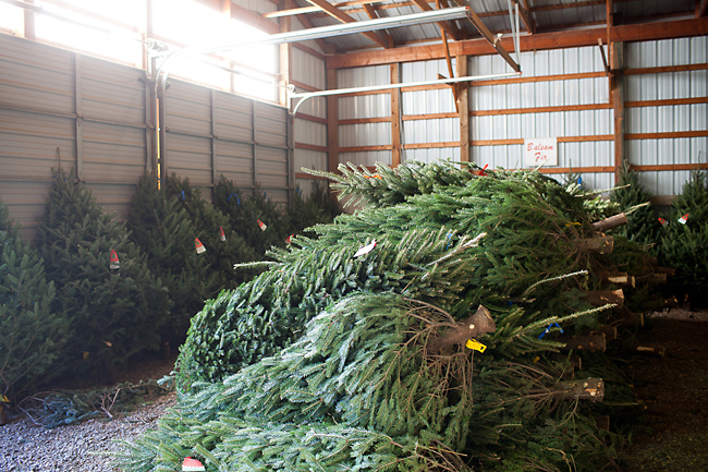 growers grateful for higher christmas tree prices growers grateful for higher christmas tree prices