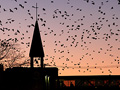 Crow-filled skies