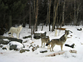 Wolves