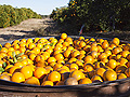 Orange harvest