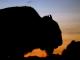 Bison roam the Black Hills of South Dakota