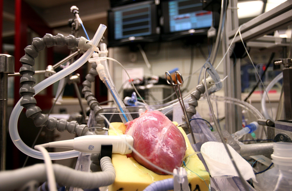 Visible Heart Lab