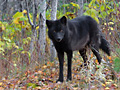 Female wolf