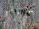 Wolf in woods