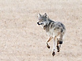 Trotting wolf
