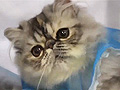 Saintly City Cat Show