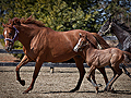 Minnesota horse breeders