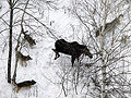 Isle Royale wolves prepare to attack a bull moose