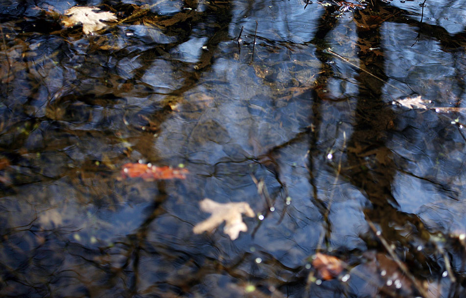Pond reflections