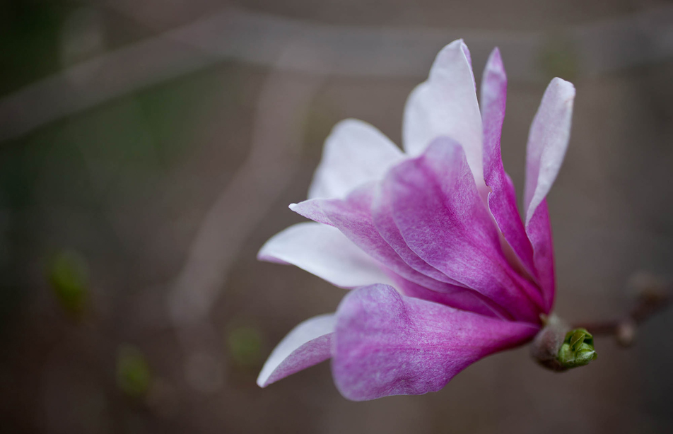 Spring blooms at the Lake Harriet Peace Garden