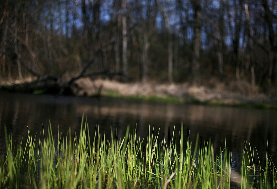 Green grass