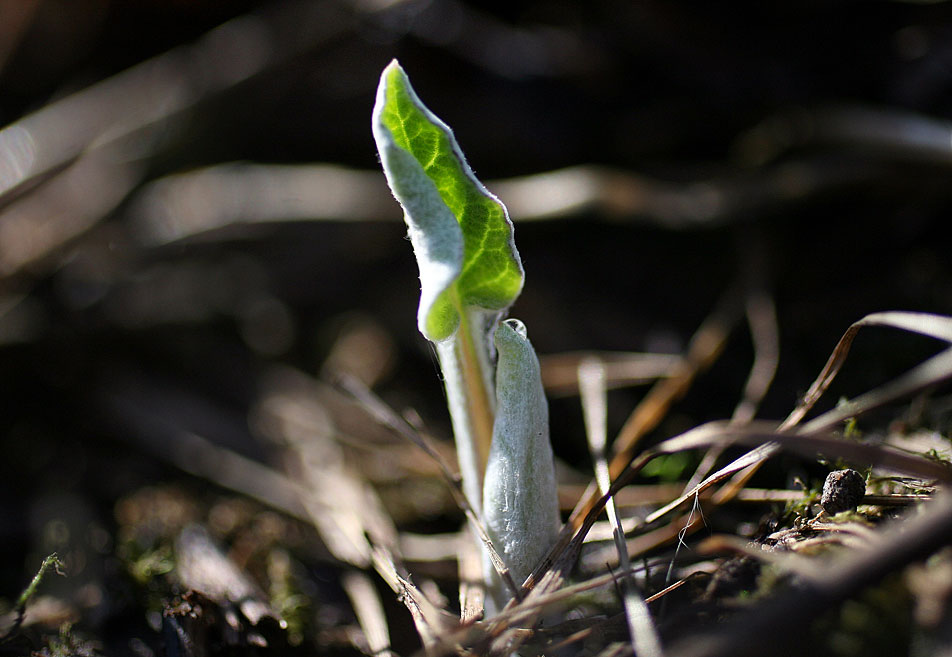 Opening in the sun