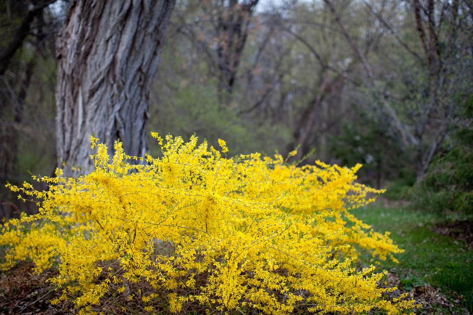Spring blooms at the Lake Harriet Peace Garden