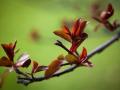 Spring blooms at the Lake Harriet Peace Garden
