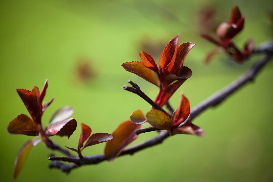 Spring blooms at the Lake Harriet Peace Garden