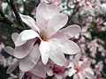 Magnolia in bloom