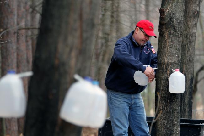 maple syrup collecting