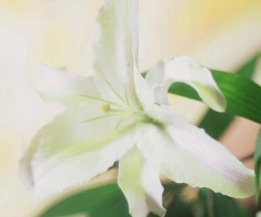 Easter Lily