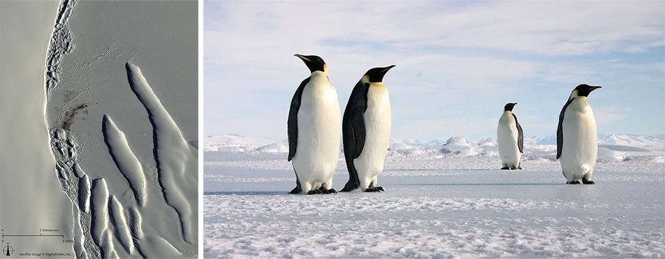Penguin colonies from space
