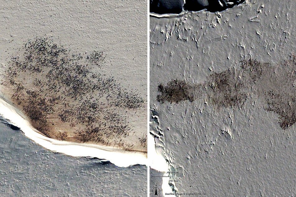 Penguins visible from space