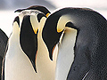 Emperor penguins