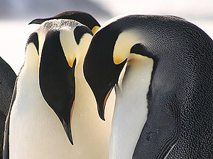 Emperor penguins