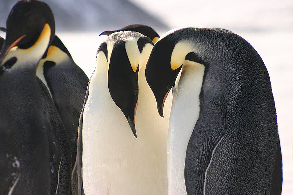 Emperor penguins