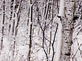 Snow