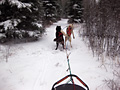 Sled dogs