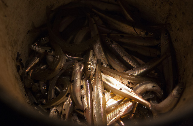 Smelt+Fry+in+MN Smaller runs but smelt tradition alive and well in Duluth | Minnesota ...