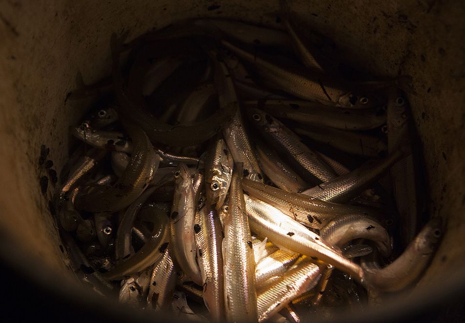 A bucket of smelt