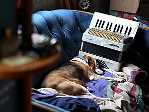 Napping dog