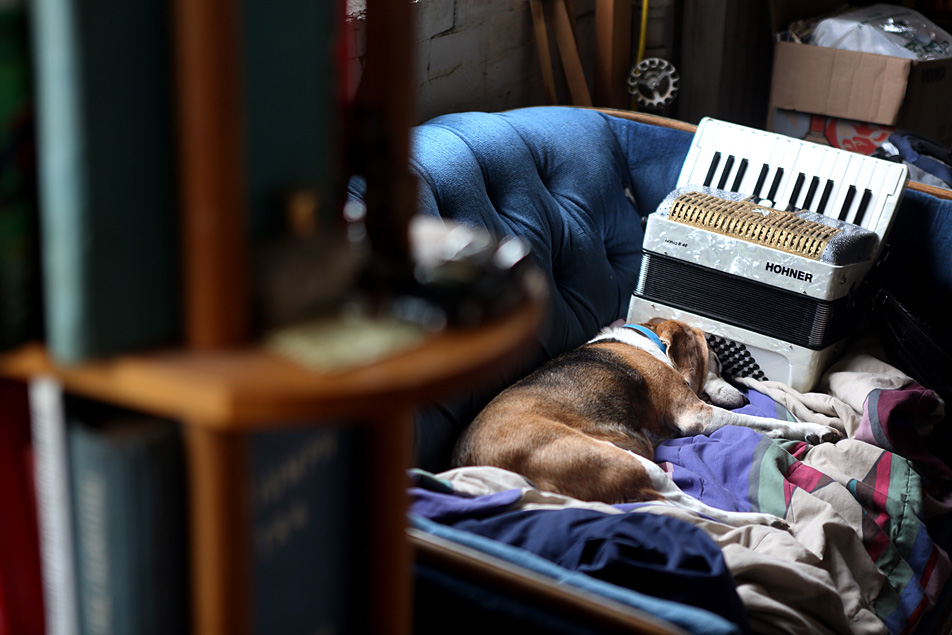 Napping dog