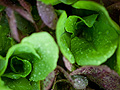 Lettuce