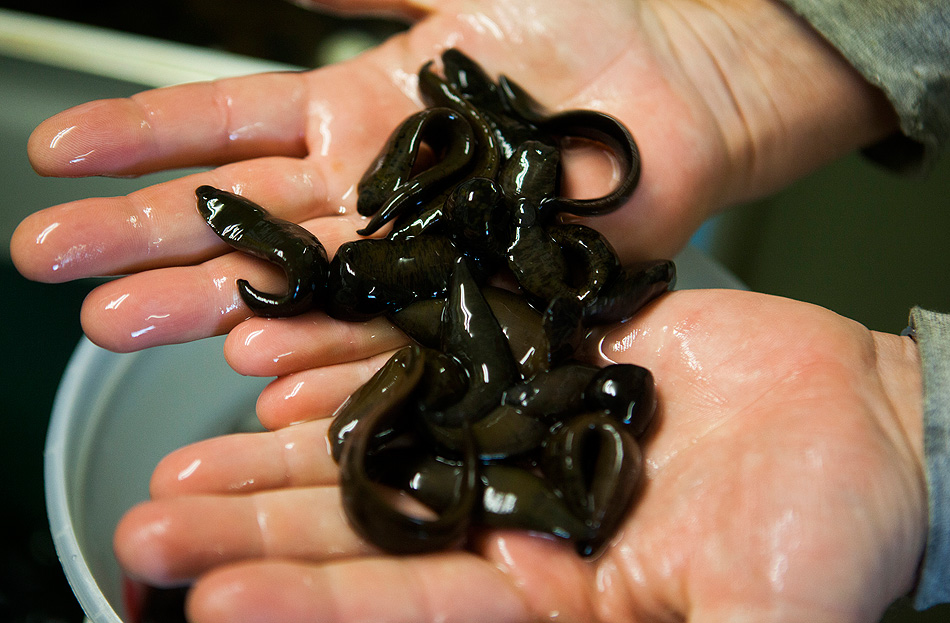 Leeches