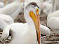 American white pelican