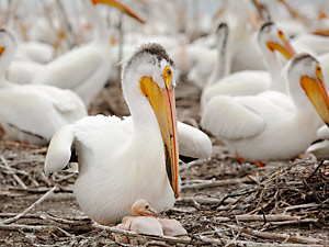 American white pelican
