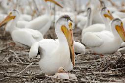 American white pelican