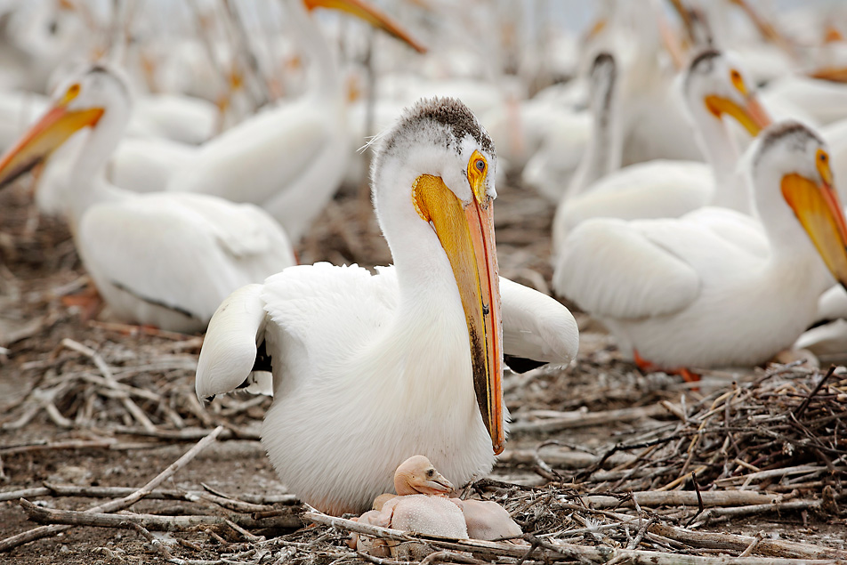 American white pelican
