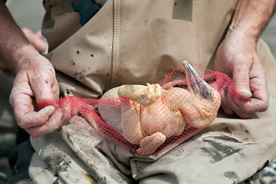 Chick in netting
