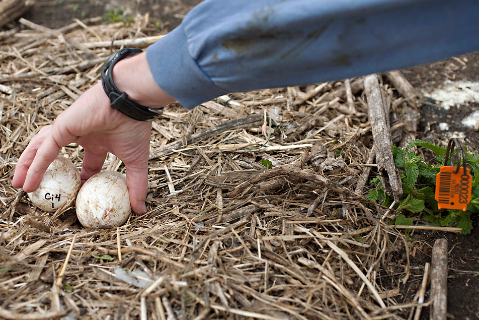 Reaching for eggs