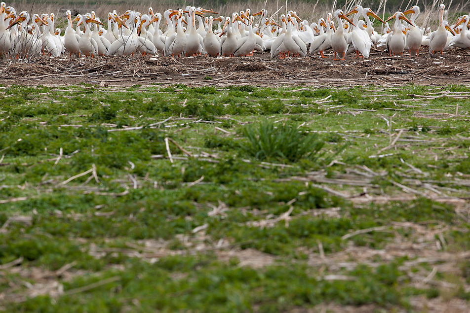 American white pelicans