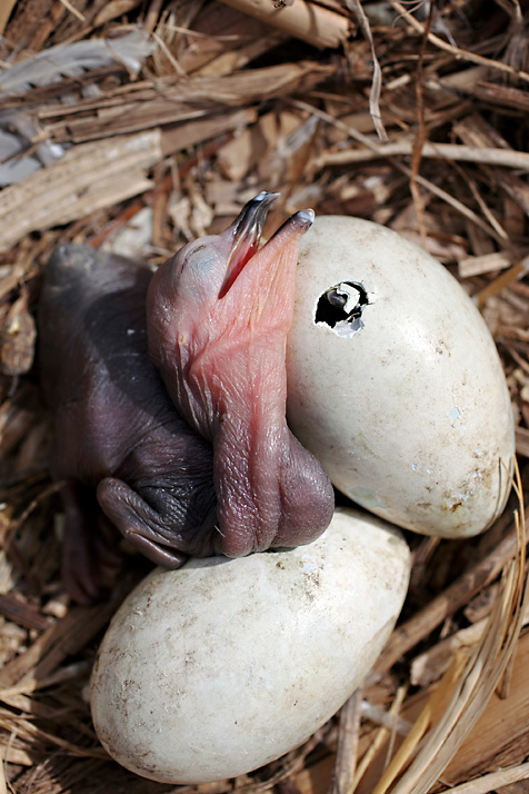 Cormorant chick