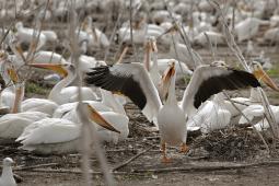American white pelican