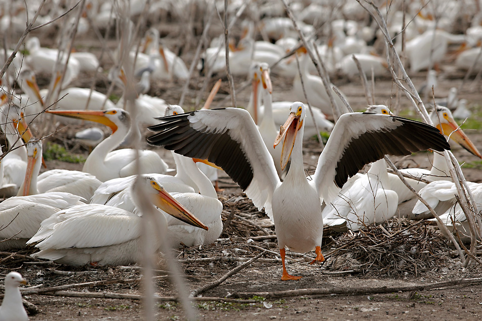 American white pelican