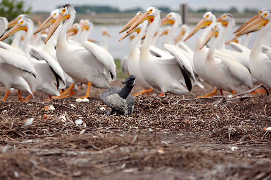 Goose decoy