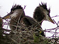 Heron rookery
