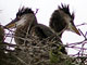 Heron rookery